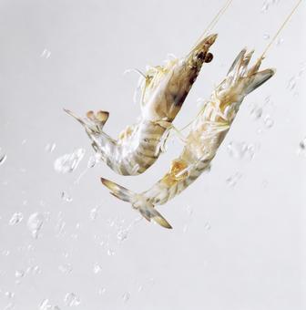 車海老 車海老 車海老,水しぶき,飛沫の写真素材