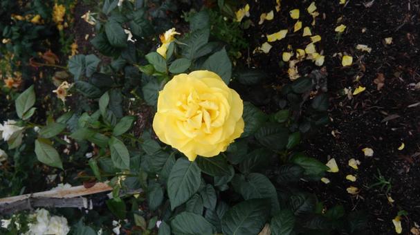 花 花の写真