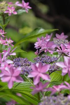 ざわざわ楽しそうなアジサイ 紫陽花,5月,６月の写真素材