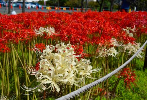 咲き誇る赤と白の彼岸花 彼岸花,花,植物の写真素材