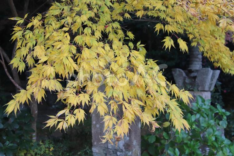 宗像市の鎮国寺の紅葉風景 宗像市,鎮国寺,観光名所の写真素材