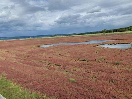 サンゴ草群落地 サンゴ草群落地 珊瑚,サンゴ草,池の写真素材