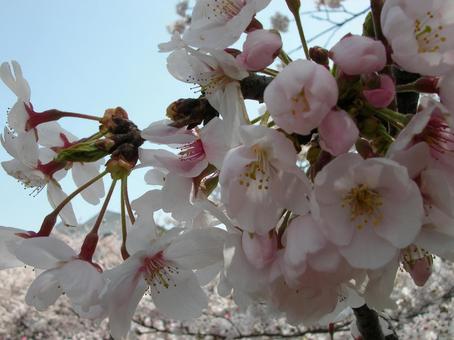 桜の花3 桜の花3の写真