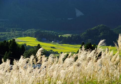 すすき9 すすき9の写真