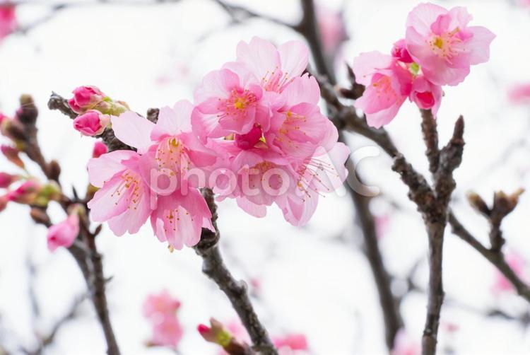 寒緋桜 寒緋桜,カンヒザクラ,桜の写真素材