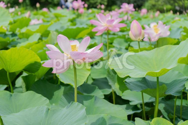 蓮池に咲くピンク色のハス ハス,蓮,古代ハスの写真素材