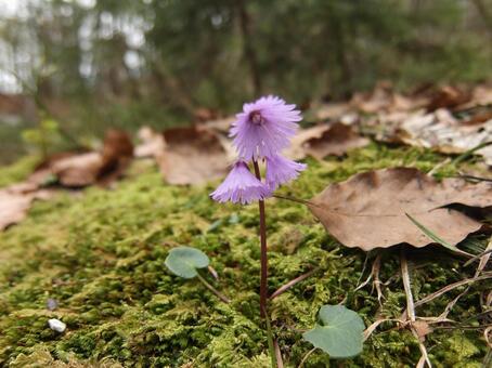 山に生えてた小さい花 山に生えてた小さい花の写真