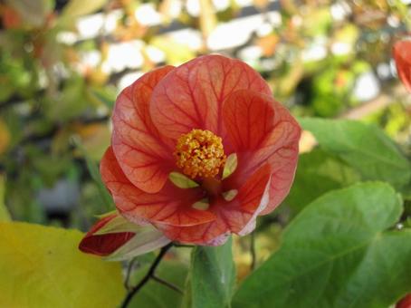 Photo, abtilon, tropical flowers and trees, 2. system varieties, 