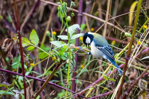 シジュウカラ(91)の写真