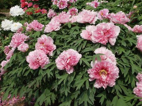 Photo, button, blooming landscape, shrub, 