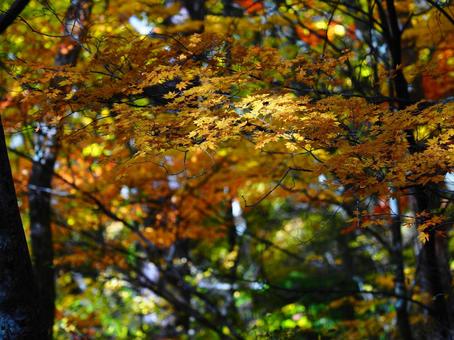 紅葉（瑞牆山） 紅葉,秋,10月の写真素材