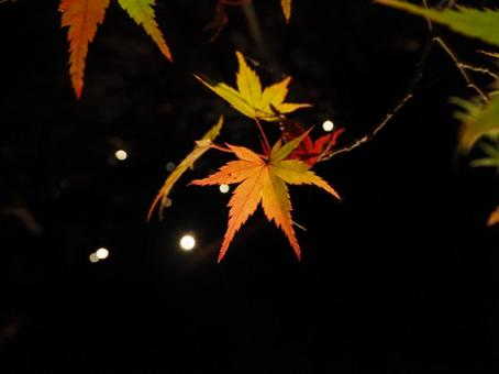 もみじのライトアップの写真