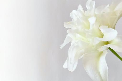 【ユリ】白ユリ｜ボウルオブビューティー ユリ,八重咲,八重咲ユリの写真素材