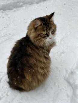 Photo, 고양이, 도둑 고양이, 귀여운, 