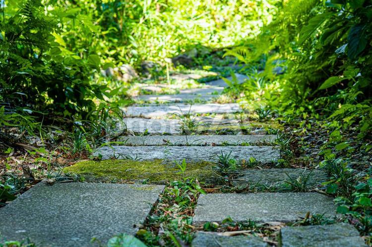 夏の木陰の通り道 遊歩道,散歩道,飛び石の写真素材
