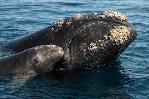 海面に浮んで寄り添うセミクジラの親子 海面に浮んで寄り添うセミクジラの親子の写真