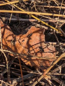 落葉の上の秋虫 田舎,素人写真,秋の写真素材