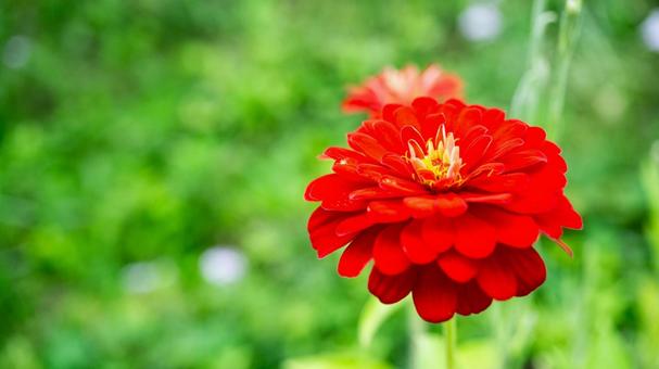 Red zinnia flower, passionate color, JPG