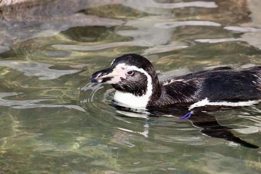泳ぐフンボルトペンギン 泳ぐフンボルトペンギン ペンギン,フンボルトペンギン,動物の写真素材