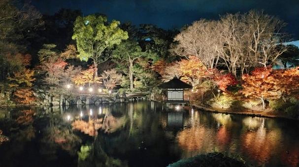 和歌山城紅葉渓庭園の池の夜景 和歌山城紅葉渓庭園の池の夜景 ライトアップ,夜景,紅葉の写真素材