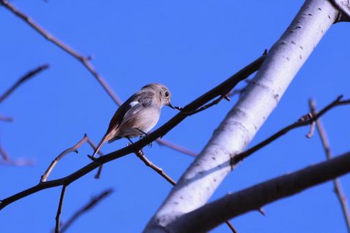 青空と枝にとまるジョウビタキの雌 鳥,ジョウビタキ,青空の写真素材