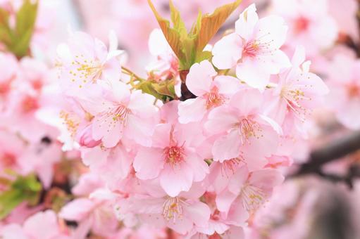 河津桜 河津桜の写真
