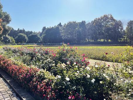 公園の植物 公園の植物の写真
