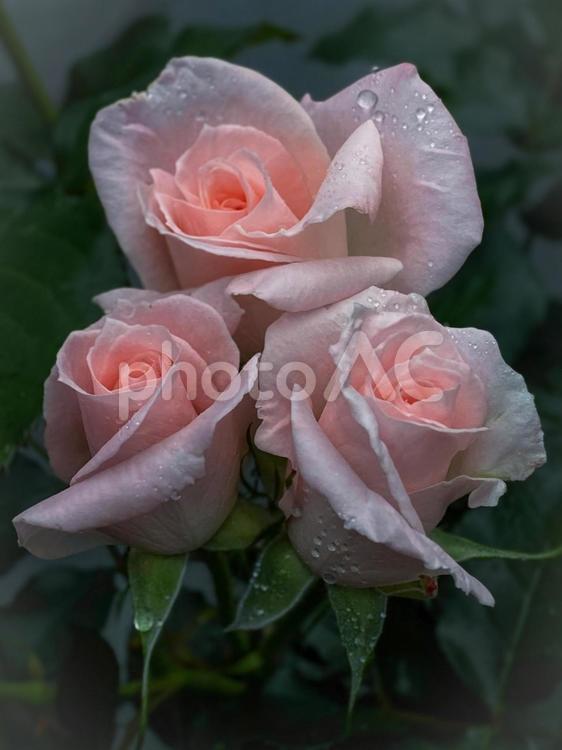 優しいピンクの春薔薇の三姉妹 薔薇,春,ピンクの写真素材