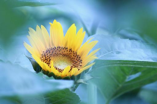 空を見上げる向日葵 空を見上げる向日葵 ひまわり,花,夏の写真素材