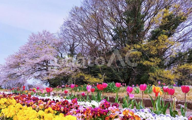 春の花の競演/とっとり花回廊 春の風景,花の競演,桜の写真素材