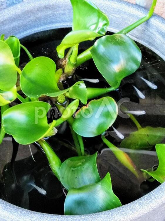 白いメダカと水草 メダカ,白い,水草の写真素材