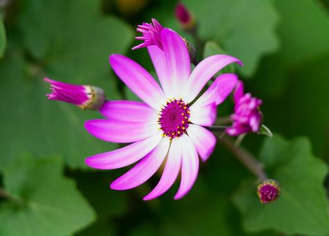サイネリア／シネラリアの サイネリア,シネラリア,植物の写真素材