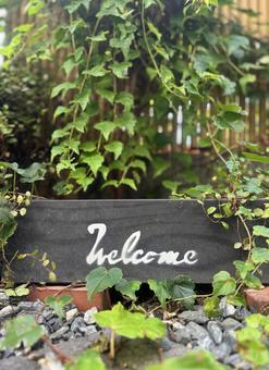 ウェルカム　ガーデン 庭,ツタ,へデラの写真素材