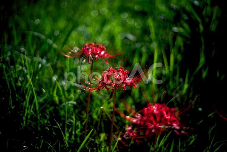 ＜五島の風景＞秋の草原に咲くヒガンバナ ひがんばな,彼岸花,ひがんばな畑の写真素材
