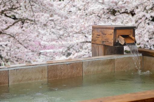 Open-air bath in the cherry blossoms Open-air bath in the cherry blossoms