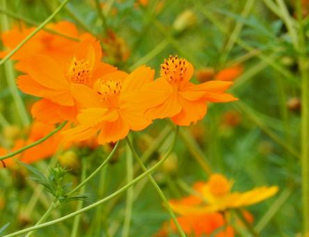 【花の写真】コスモス（秋桜） コスモス,秋桜,自然の写真素材