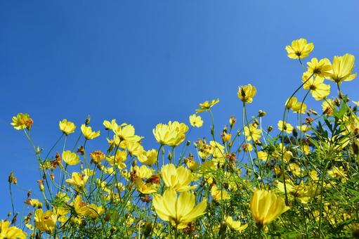 キバナコスモスと青空 キバナコスモスと青空 コスモス,キバナコスモス,美しいの写真素材