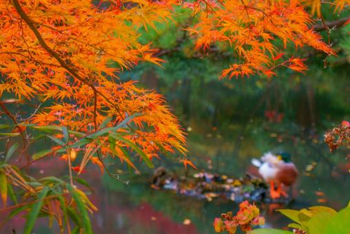 紅葉と池の水面 紅葉と池の水面 深大寺,調布市,東京都の写真素材