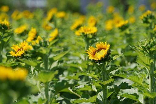 Photo, sunflower, summer, summer flowers, 