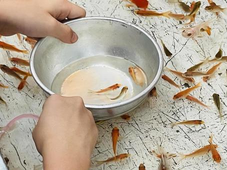 夏祭りの屋台 金魚すくい 夏祭りの屋台 金魚すくい 夏,祭り,屋台の写真素材