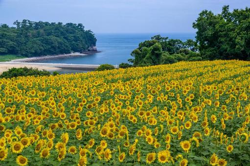 海岸のひまわり 海岸のひまわり ひまわり,長崎鼻,花とアートの岬の写真素材
