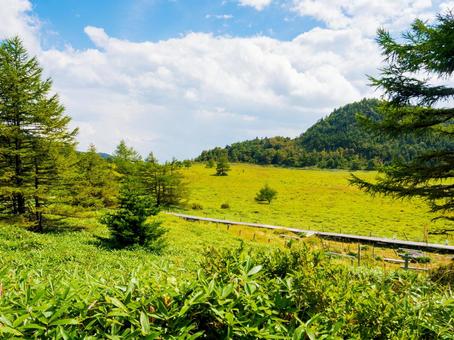 高原に広がる夏の草原|池の平湿原 高原に広がる夏の草原|池の平湿原 高原,山,緑の写真素材