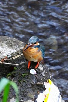カワセミ4神奈川県横浜市内にて) カワセミ,ソニドリ,小鳥の写真素材
