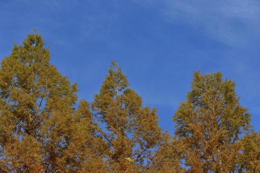 メタセコイヤ メタセコイヤ 紅葉,大木,大樹の写真素材