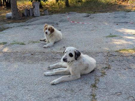 野犬 野犬 野犬,追跡,ロジェンの写真素材