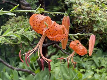 食用ユリの花 食用ユリの花の写真