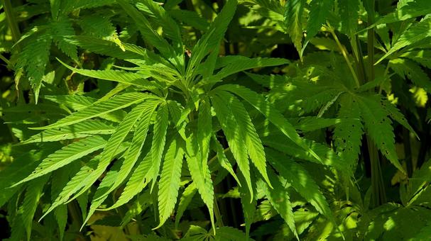 大麻 ヘンプ 麻 大麻 ヘンプ 麻の写真