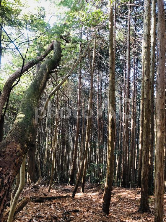 木漏れ日の森 登山,木漏れ日,アウトドアの写真素材