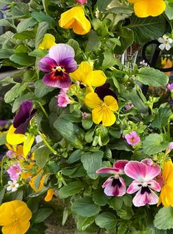 ビオラのガーデニング ビオラ,花,ガーデニングの写真素材