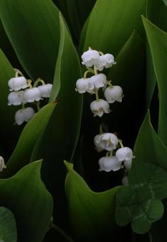 Photo, lily of the valley, suzuran, japan suzuran, 
